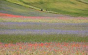 Red poppies50